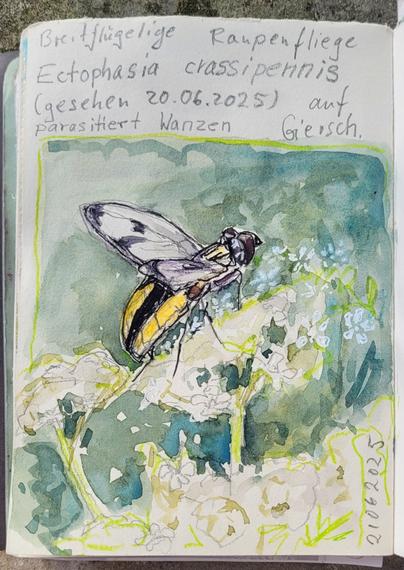Aquarellskizze: eine rundliche Fliege mit schwarz geränderten und gefleckten Flügeln, sie hat große braunrote Augen und einen dicken gelben Hinterleib, über den in der Mitte ein breiter schwarzer Längsstreifen läuft. Das Insekt sitzt auf einer weißen Blütendolde vor grünem Hintergrund. Die Schrift darüber: Breitflügelige Raupenfliege Ectiphasia crassipennis (gesehen 20.06.2025) auf Giersch parasitiert Wanzen
