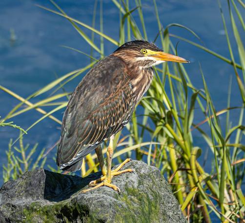 A Green Heron perched on a weed covered rock at the side of the harbor - water and grasses in the background.  Sunny day and the sun catching the yellow eye of the heron and lighing up the body showing a dark irredescent green on its back, the back feathers edged with orange/brown, a dark cap of blue/green, and orange bill and patchy cinnamon to the lower face and chest.