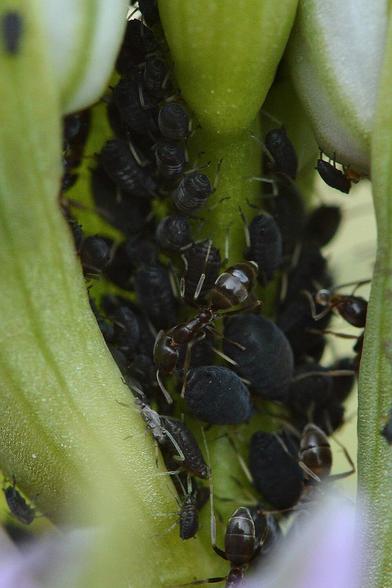 A photo of an ant crawling over black aphids on the stem of an orchid.
