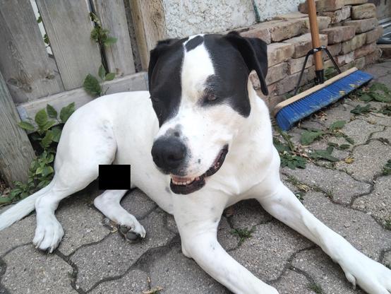 My dog outside laying down next to the fence gate and a broom, and smiling