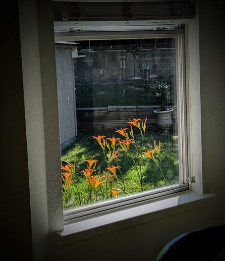Orange Day Lilies framed by a kitchen window backed with various shades of green from the foliage and lawn.