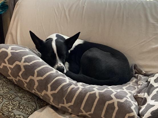Rufus, the black and white cattle dog mix, is lying in a tight ball on the flopped-down back cushions of a sofa. It's a lovely gray day in Seattle, and he's enjoying it the best way he knows how.
