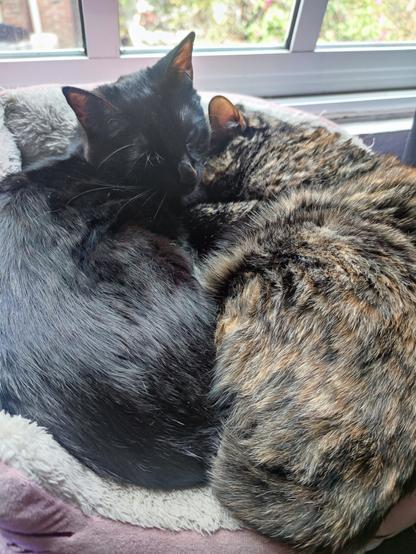 Salem and Pixie, a black cat and a tortie, resting on their bed.