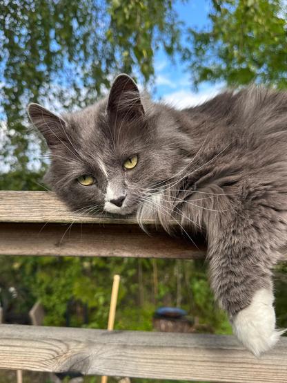 En grå och vit katt ligger på ett träräcke och ser söt ut