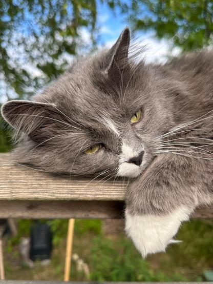 En grå och vit katt ligger på ett träräcke och ser söt ut, bilden inzoomad på ansiktet och en vit tass.