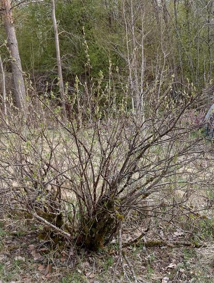 photo of a redcurrant bush in early spring. its leaves are only just starting to emerge. the ground around it is fairly bare.