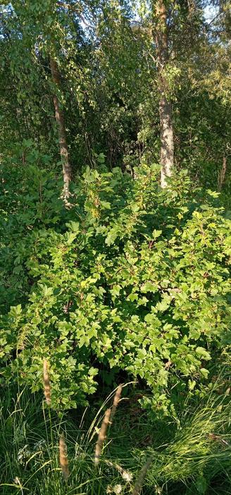 a redcurrant bush near midsummer (summer solstice). its leaves are lush, bright green and form a thick little canopy. It is full of green, unripe berries. the grasses and wild herbaceous plants around it are growing fairly tall. there's a birch tree behind it. the sky is clear.