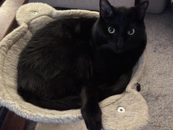 A black cat lay on his side in a hammock with a single paw reaching over the side of the hammock out of frame. He is looking up at the camera.