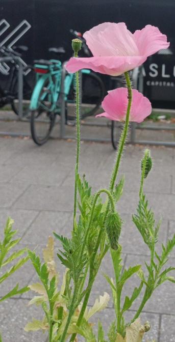 Two pink corn poppy flowers