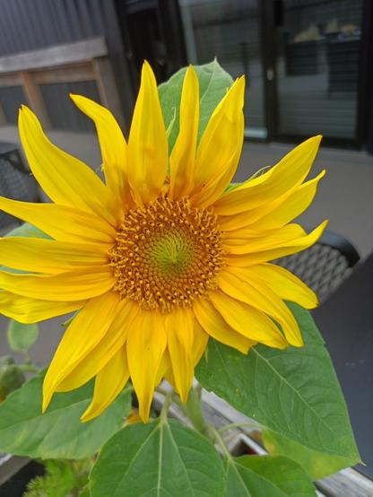 A dwarf sunflower