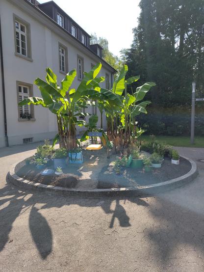 Ein Rondell mit Palmen. Aussenrum sind verschiedene Pflanzen in verschiedenen Gefäßen. Blumentöpfe, alte Kochtöpfe und eine Kunstoff-Einkaustasche