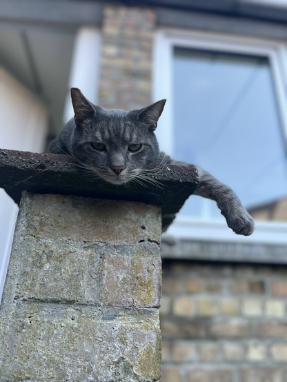 Grey cat with tiger stripes lying on top of a brick pilar, looking down on the people…
