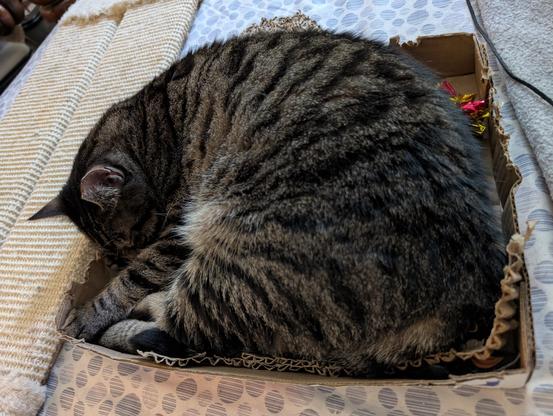 Brown tabby cat is curled up in a cardboard tray on a bed.