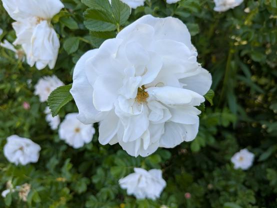 Close up of a white rose in full bloom with many more blossoms in the background