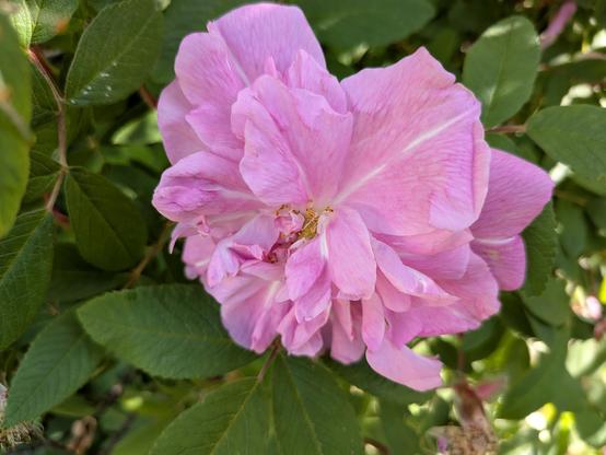 Close up of a pink rose blossom in full bloom