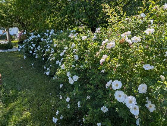 Photo down a row of rose bushes showing them covered in white blossoms in full bloom