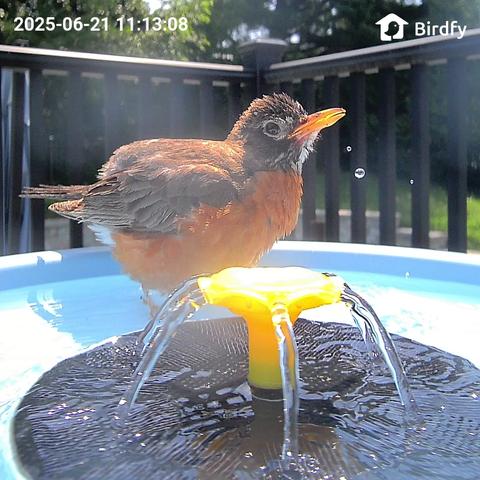 Am American Robin standing in a bird bath with a solar fountain and equipped with a camera.