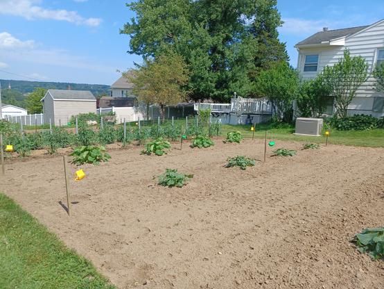 A view of a section of vegetable garden containing squash and cucumber plants, widely spaced.  There are six stakes in the ground at even intervals around the plants.  Hanging from four of the stakes about knee height are yellow plastic sticky traps containing cucumber beetle attractant.  The center two stakes have green cardboard traps for Vine Borer moth, containing a scent lure.  Bright sun, blue sky.