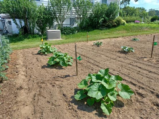 A view of a section of vegetable garden containing squash and cucumber plants, widely spaced.  There are six stakes in the ground at even intervals around the plants.  Hanging from four of the stakes about knee height are yellow plastic sticky traps containing cucumber beetle attractant.  The center two stakes have green cardboard traps for Vine Borer moth, containing a scent lure.  Bright sun, blue sky.