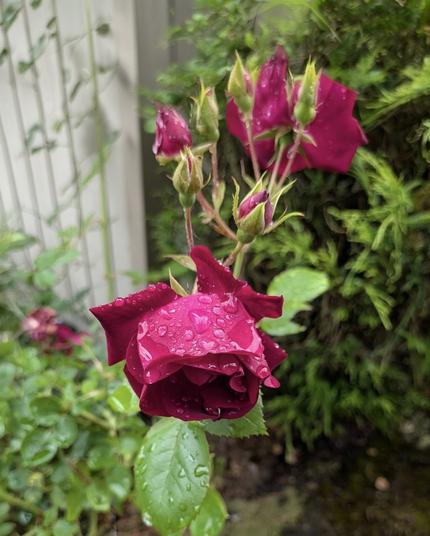 A close-up shot of a vibrant red rose, its petals adorned with numerous clear raindrops, against a blurred backdrop of green foliage.