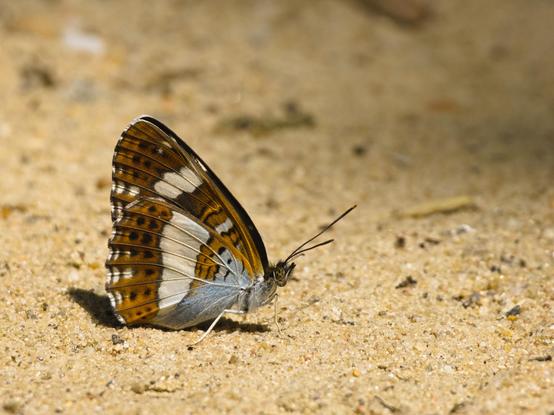 Ein Falter sitzt mit geschlossenen Flügeln auf Sand. Die Flügel sind ocker mit schwarzen Punkten und Strichen darin, unterbrochen von einer weißen Binde in der Flügelmitte.
