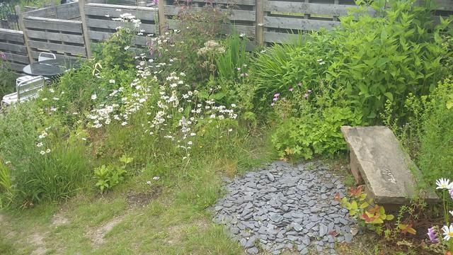 A swathe pf green flowering plants under a wooden fence, with a stone bench on the right at the foot of which is crushed slate.