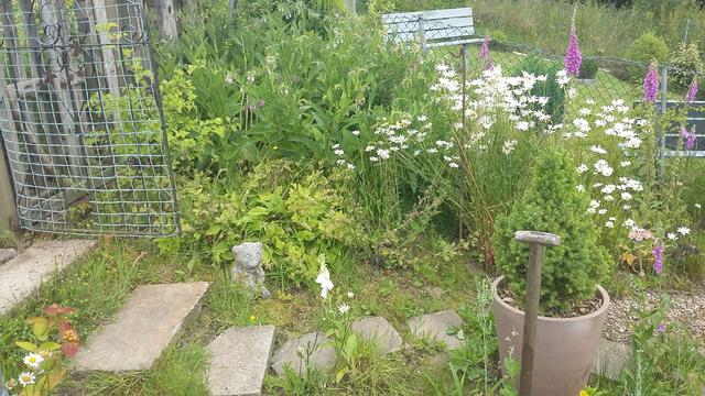 A swathe of green plants, comfrey and daisies to the right of the allotment gate, with a stepping stone path in the foreground.