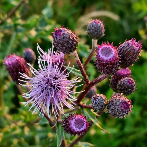 The sunset intensifies the violet-red color of these thistles: one has a fuzzy head, the others remain discreetly in the background.