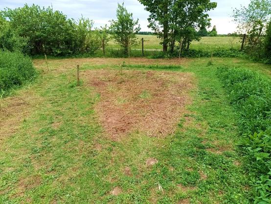 Close-up of the goat pen. On the right a failed no-dig sunflower bed (one sunflower made it, the rest got eaten), overgrown by weeds. The rest is mowed, including a new triangle with greyish vegetation that will turn green soon, now that is exposed to sunlight. A few plants are in a row further outwards. On the far left, the untouched overgrown goat pen vegetation.