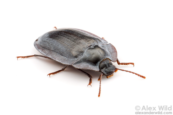 Photo of a slightly flattened, round blue-gray beetle on a pure white background, the margins of its pronotum and elytra form a thin, dishlike ring around the body.