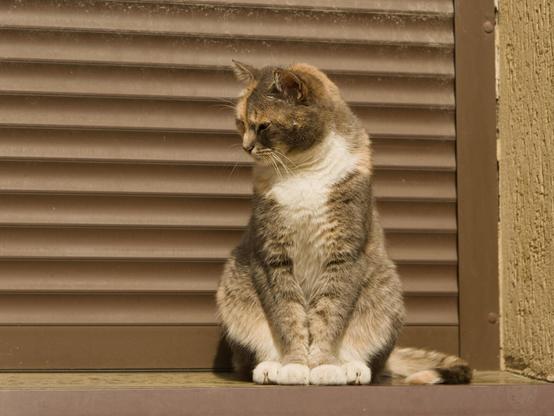 This image captures a moment in the life of a domestic short-haired cat, exhibiting hues of brown and white on its fur. The feline is comfortably seated with its front paws folded beneath it, resting against a backdrop of vertical blinds that are closed. Its gaze is directed to the left side of the frame, suggesting curiosity or interest in something out of view.

The setting appears to be an urban environment, hinted by the concrete ledge on which the cat sits and the metal rail visible behind it. The overall color palette is dominated by muted earth tones, with shades of brown from both the blinds and the cat's fur blending seamlessly into each other.