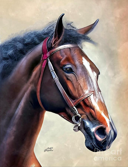 Dark Brown Thoroughbred