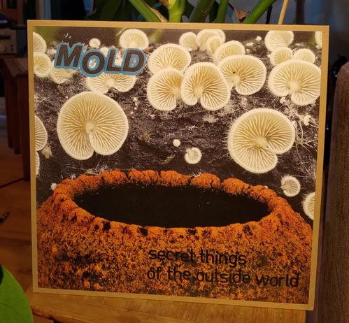 Mold - Secret Things Of The Outside World LP cover. Some type of small white fungi on top part of cover. Lower part is something that looks like a big, orange, organic pot. I guess it's some kind of fungi.