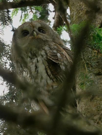A Tawny owl hiding in a fir tree, gazing up, hearing the call of a Goshawk.