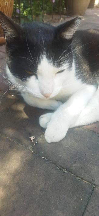 Roy the black and white cat lying in the shade outside on a sunny bright day.
