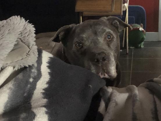 Picture of pittie.