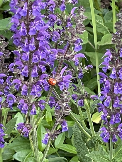 A red ladybug on a purple sage flower.
