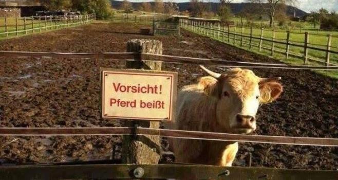 Eine Kuh hinter einem Zaun mit einem Schild auf dem steht: Vorsicht Pferd beißt