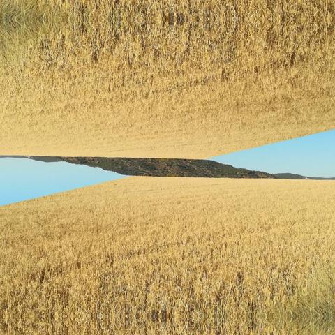 A symmetrical view of a wheat field and blue sky