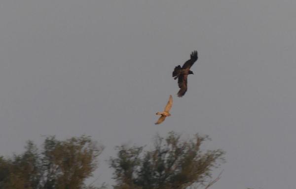 Falke und Krähe in der Luft (der Falke hat eine Maus, die Krähe will sie haben)