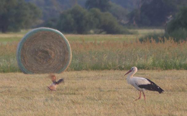 Heurundballen, Falke startet vom Boden, Storch schaut zu