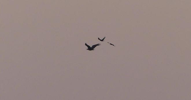 1 Seeadler mit offenem Schnabel und 2 Krähen