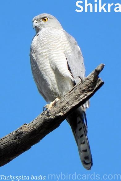 🌍🌏 Shikra (Tachyspiza badia)

The shikra is a small bird of prey (26-30 cm long) with short, rounded wings and a narrow, somewhat long tail. Adults have grey upperparts and whitish underparts with fine rufous bars; males possess red irises, while females have yellowish-orange eyes and are slightly larger. Juveniles are browner with streaked breasts.

Widely distributed across Asia and sub-Saharan Africa, Shikras inhabit diverse environments including forests, farmlands, and urban areas. They are typically seen singly or in pairs. Their flight involves characteristic flaps and glides. Agile hunters, they often perch silently, then execute rapid, stealthy attacks on small birds, lizards, and insects. During breeding, pairs engage in aerial displays and vocalizations. 2.5 Flash (Edited) 

Six subspecies are recognised.

Conservation status: Least Concern (IUCN 3.1)

📷: Photo by sarangib via Pixabay 
https://pixabay.com/photos/bird-shikra-accipiter-badius-4883129/

DYYK