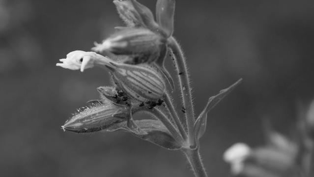 Blattläuse an einer Blüte