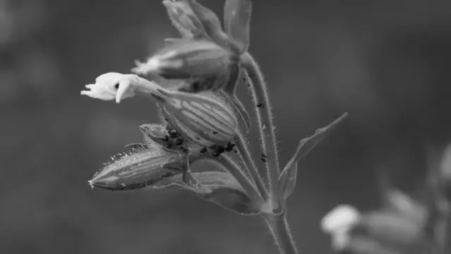 Blattläuse an einer Blüte