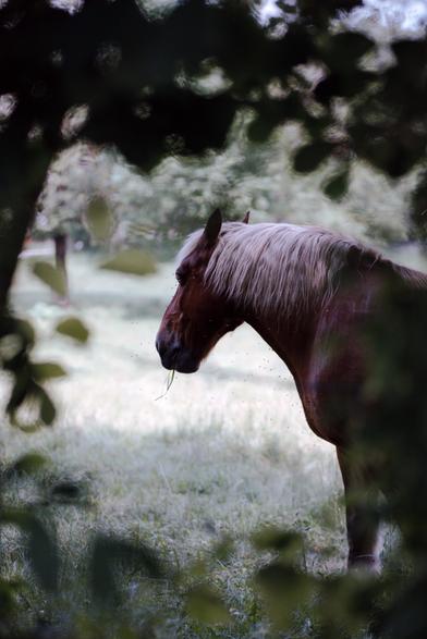 Photo d'un cheval mâchouillant malicieusement quelques brins de foin, à travers les branches. L'instant est clairement suspendu.