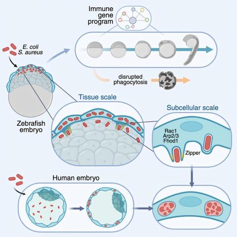 Embryos can eliminate bacterial infections before forming their immune system, new research shows