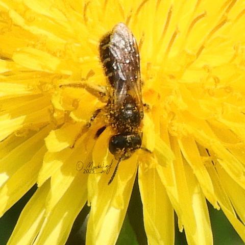 Groefbij op een paardebloem, van bovenaf op de foto gezet.