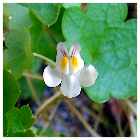 The image features a close-up view of a delicate white flower with four petals, centered in the frame. The flower has a small, tubular structure with two bright yellow spots at the top, surrounded by thin, dark purple lines. The petals are slightly ruffled at the edges, and the flower appears to be in full bloom. The background is composed of green, heart-shaped leaves with visible veins, providing a natural and vibrant contrast to the flower. The leaves are slightly out of focus, emphasizing the flower as the main subject. The overall composition highlights the intricate details of the flower and its surrounding foliage.

Provided by @altbot, generated privately and locally using Ovis2-8B
