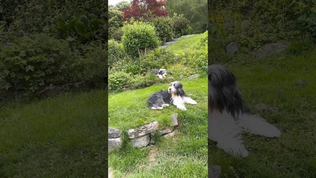 Living a relaxed life!😍 #dog #beardedcollie #cutedog #doglife #doglover #shorts
